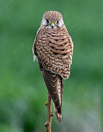 צילום: שרגא אלון צילום: שרגא אלון
