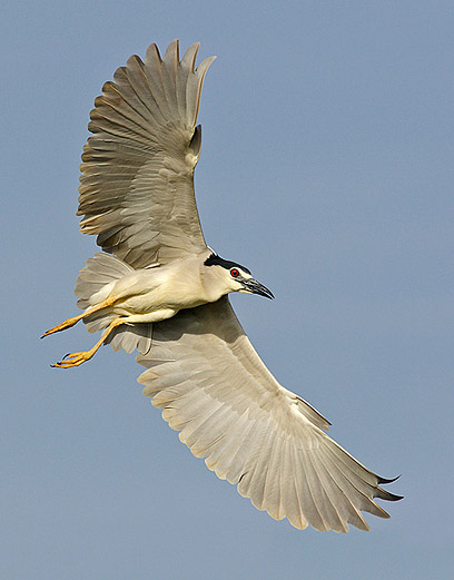 צילום: עופר לוי צילום: עופר לוי