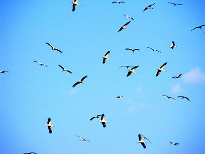 הציפורים מצייצות והשמיים בהירים. מה לא נצא לטיול? (צילום: דניאלה רן) (צילום: דניאלה רן)
