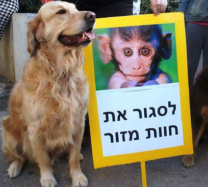 מפגינים נגד חוות מזור בחיפה (צילום: אירמה צידון) (צילום: אירמה צידון)