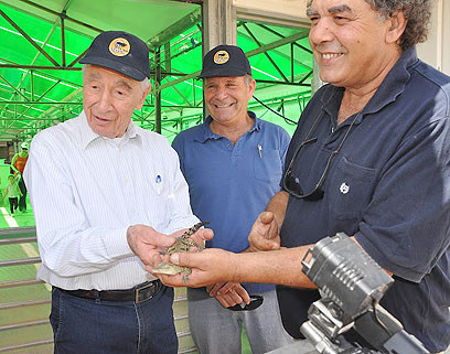 הנשיא פרס מחזיק בתנין. קטן, אבל תנין (צילום: תמי לבנה) (צילום: תמי לבנה)