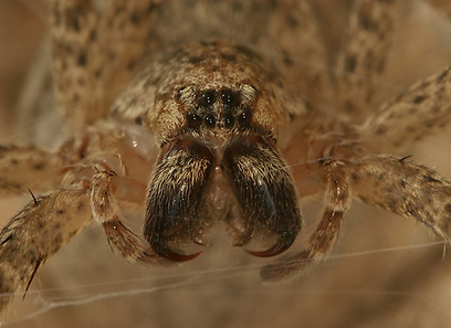 נקבת עכביש זורופסיס בדרום הארץ (צילום: עמיר וינשטיין) (צילום: עמיר וינשטיין)