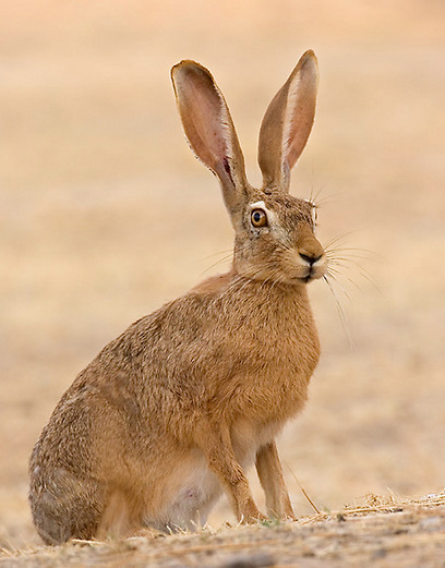 ארנבת שדה בשפלת יהודה (צילום: דני לרדו) (צילום: דני לרדו)