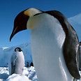 צילום: British Antarctic Survey