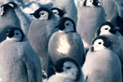  (צילום: British Antarctic Survey) (צילום: British Antarctic Survey)
