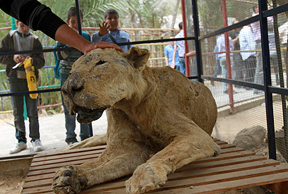 אריה שאפשר ללטף. גן החיות בחאן יונס (צילום: AP) (צילום: AP)