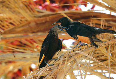 צילום: חיים מויאל צילום: חיים מויאל