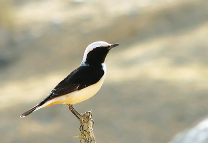 צילום: בני סטרשונסקי צילום: בני סטרשונסקי