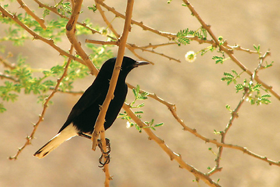 צילום: בני סטרשונסקי צילום: בני סטרשונסקי