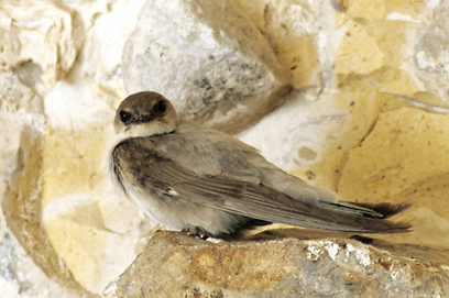 צילום: בני סטרשונסקי צילום: בני סטרשונסקי