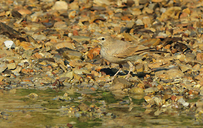 צילום: חיים מויאל צילום: חיים מויאל
