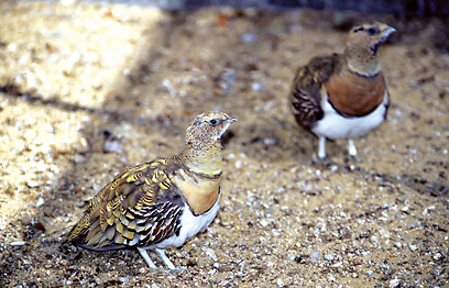 צילום: חיים מויאל צילום: חיים מויאל