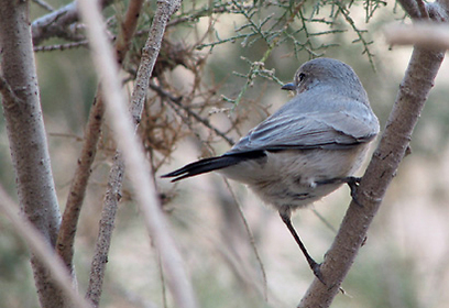 צילום: חיים מויאל צילום: חיים מויאל