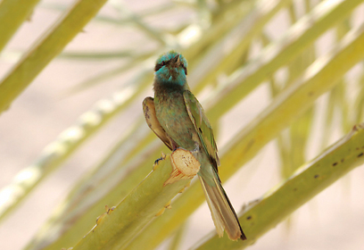 צילום: חיים מויאל צילום: חיים מויאל