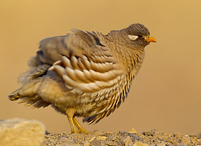 צילום: רוני לבנה