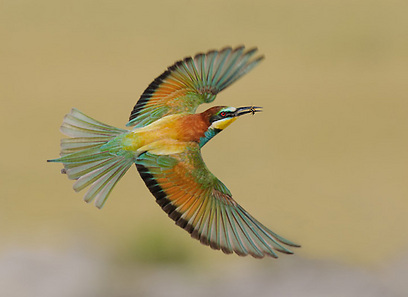 צילום: צחי פינקלשטיין