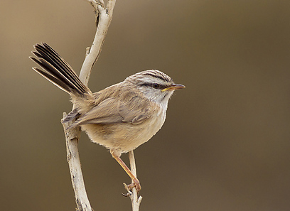 צילום: משה כהן