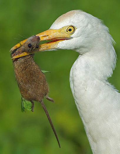 צילום: יקי זנדר