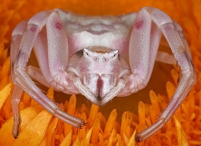 צילום: טל ספוזניקוב