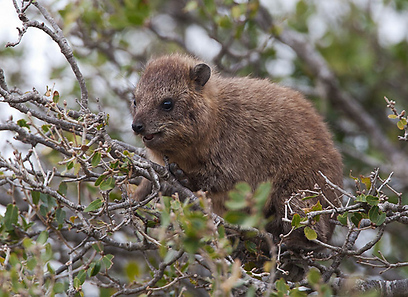 צילום: דני לרדו