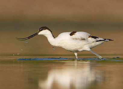 צילום: דורון הופמן