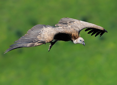 צילום: דוד דניאל