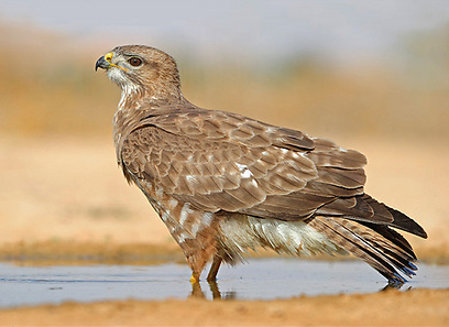 צילום: דובי קלעי