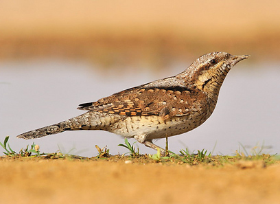 צילום: אפי פירסט