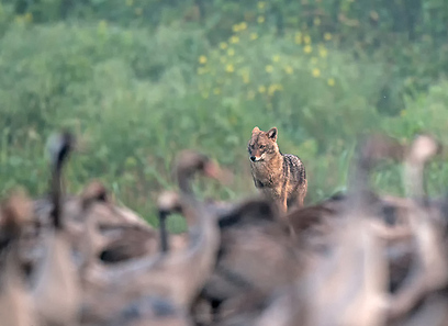 צילום: אמיר איילון