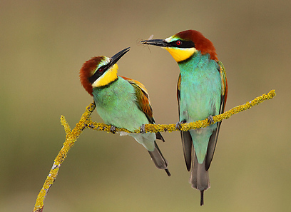 צילום: איליה שלמייב