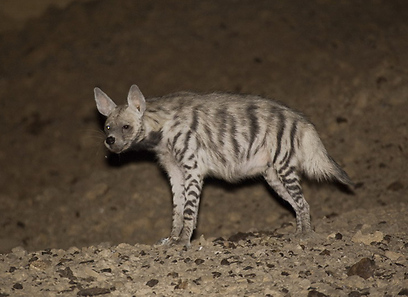צילום: אייל ברטוב