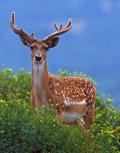 צילום: אייל ברטוב