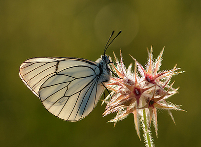 צילום: אורי קולקר