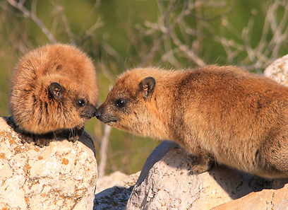 צילום: אדריס אבאזח