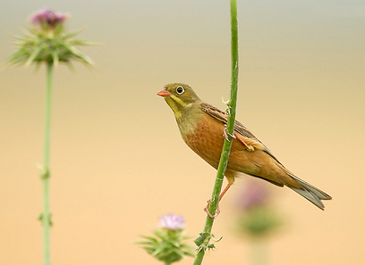 צילום: דב ורניצקי