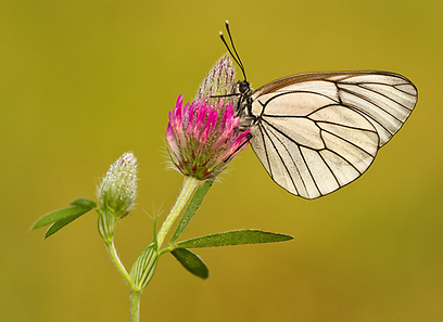 צילום: גלעד מס