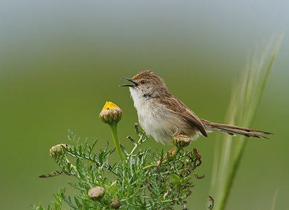 צילום: אבי בלומן