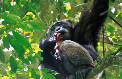 שימפנזה ניזון מבשר הקולובוס האדום, טנזניה (צילום: apalacherla@gmail.com) (צילום: apalacherla@gmail.com)