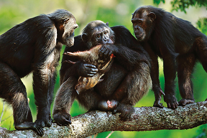 שימפנזים בציפייה לחלוקת הציד - גור של חזיר בר (צילום: cyril.russo@wanadoo.fr) (צילום: cyril.russo@wanadoo.fr)