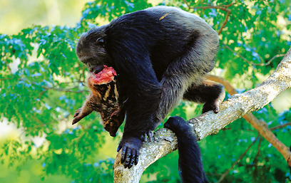שימפנזה יורד מהעץ עם שארית שלל הציד - של גור חזיר בר (צילום: cyril.russo@wanadoo.fr) (צילום: cyril.russo@wanadoo.fr)