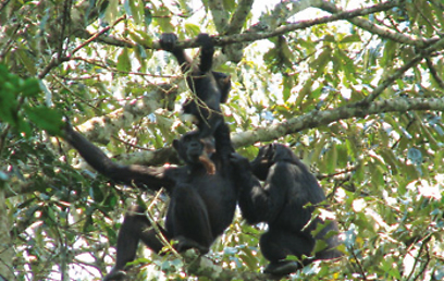 השימפנזים מבלים חלק נכבד מיומם על העצים, והטיפוח ההדדי מהווה חלק מבניית היחסים ביניהם (צילום: משה אגמי) (צילום: משה אגמי)