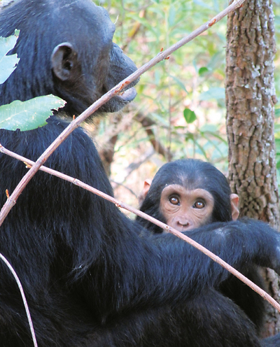 נקבת שימפנזה ובנה. גומבה, טנזניה (צילום: hayazommer@gmail.com) (צילום: hayazommer@gmail.com)