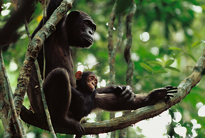 נקבת שימפנזה ובנה (צילום: Michael Nichols, National Geographic ) (צילום: Michael Nichols, National Geographic )