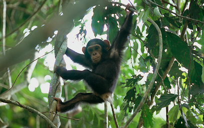 זכר צעיר משתעשע על העצים (צילום: Michael Nichols, National Geographic ) (צילום: Michael Nichols, National Geographic )