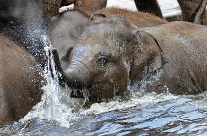 פילים מתקררים להנאתם בגן החיות של האנובר, גרמניה (צילום: EPA) (צילום: EPA)