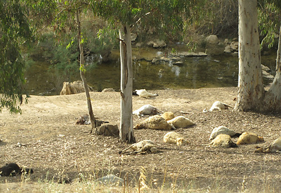 צילום: אתר פאנט צילום: אתר פאנט