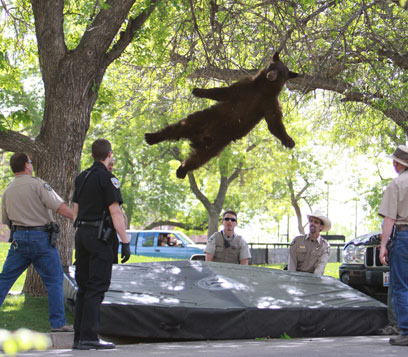 התמונה המפורסמת של הדוב נופל (צילום: AP) (צילום: AP)