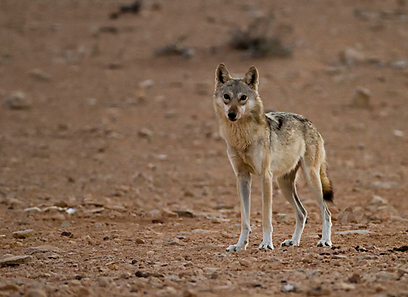 זאב במכתש רמון (צילום: אייל ברטוב) ()