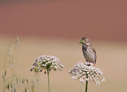 צילום: שרגא אלון