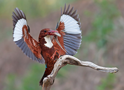 צילום: רועי אברהם